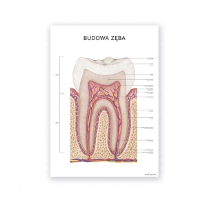 Plakat anatomiczny - Budowa zęba 1szt. 