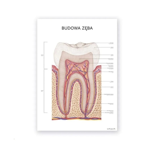 plakat-budowa-zeba.jpg
