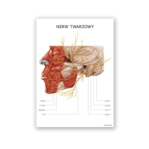 plakat-nerw-twarzowy.jpg