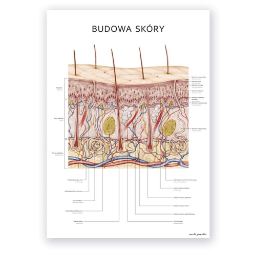 plakat_anatomiczny_budowa_skory.jpg