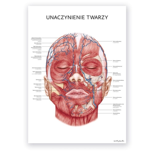 plakat_anatomiczny_unaczynienie_twarzy.jpg