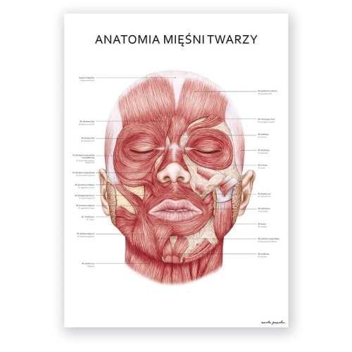 plakat_anatomia_miesni_twarzy.jpg