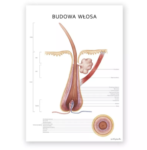 Plakat anatomiczny - Budowa włosa 1szt.